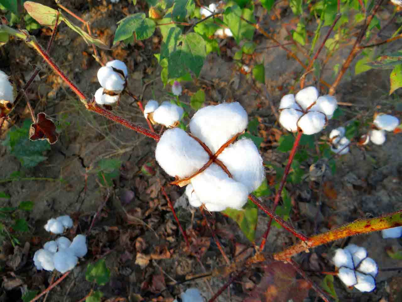 Coton naturel